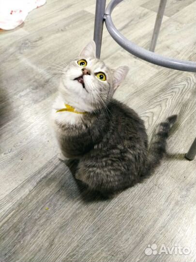 Кошечка в добрые руки