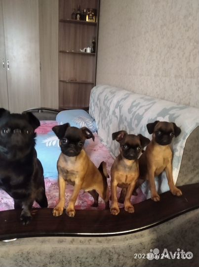 Щенки пти брабансона