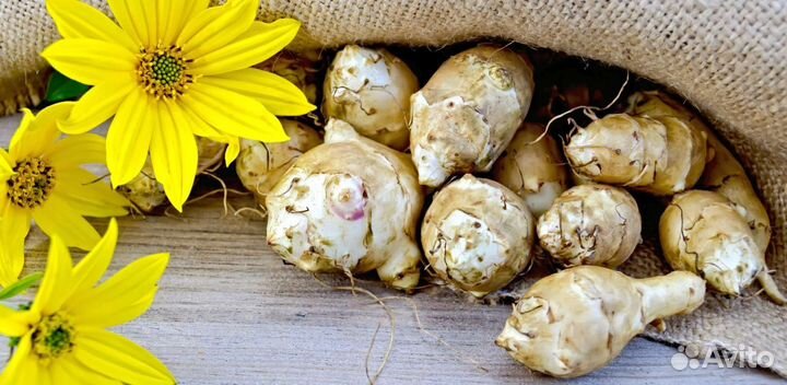 Анютины глазки маргаритки многолетнее растение