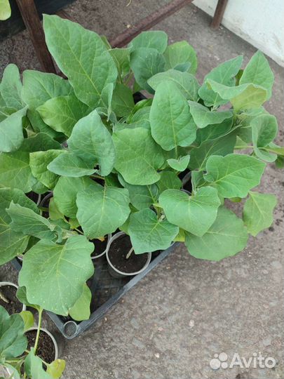 Рассада сладкого перца, баклажаны