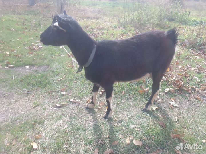 Коза дойная