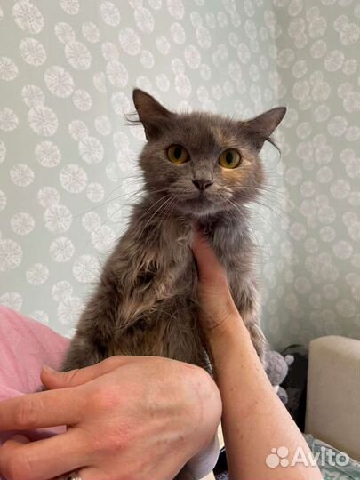 Котята в добрые руки бесплатно