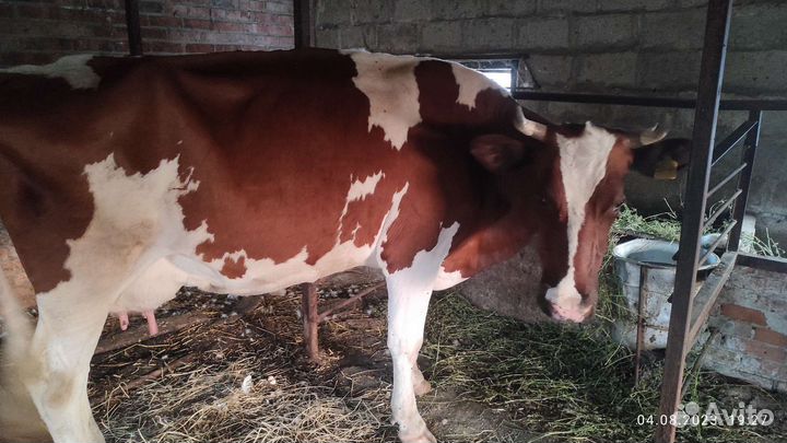 Корова стельная и телка