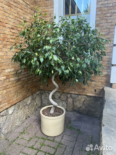 Фикус 2 метра в горшке