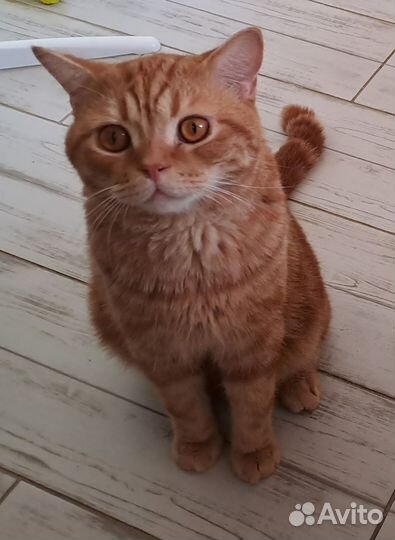 Котик в дар