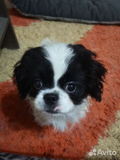 Щенок японский хин