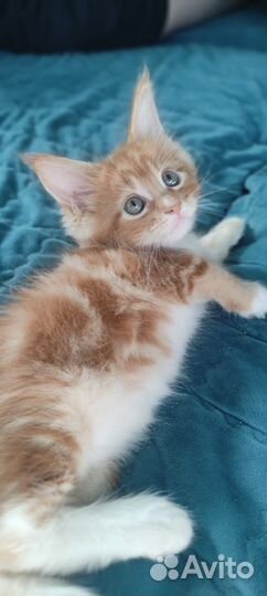 Продам котят мейн-кун