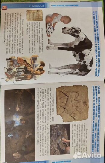 Познавательная энциклопедия для детей собаки