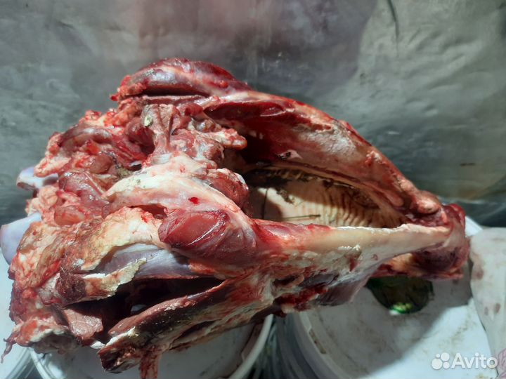 Продам головы говяжьи