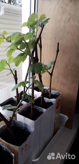 Саженцы винограда