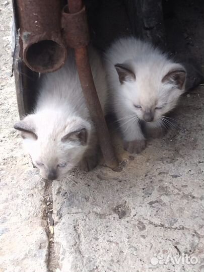 Котики маленькие бесплатно