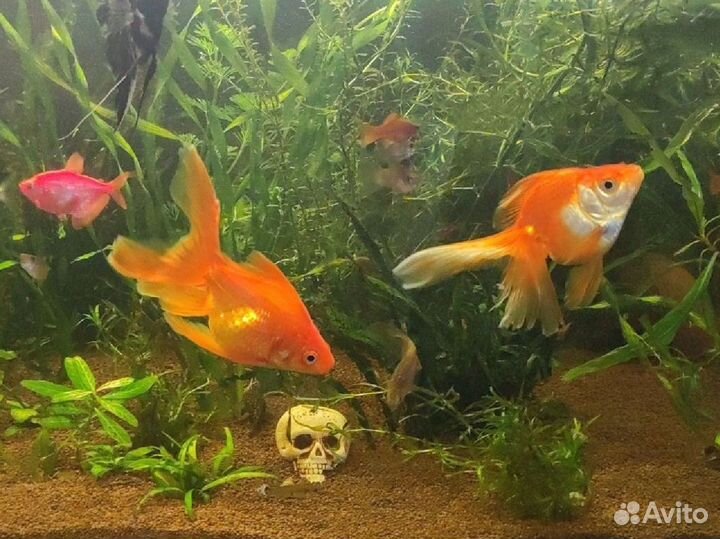 Растение и рыб
