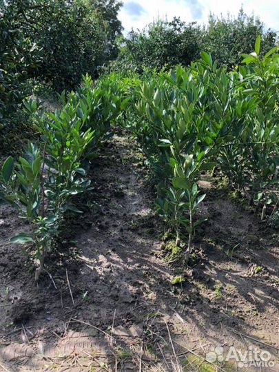 Саженцы цитрусовых