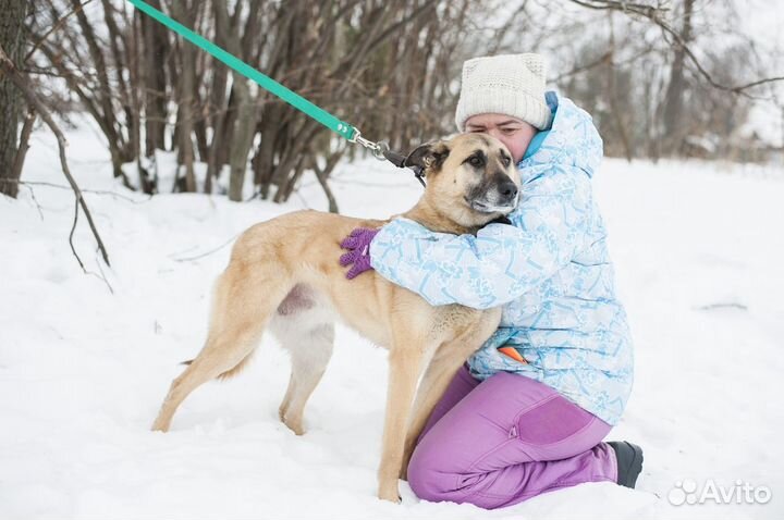Великолепная молодая стерилизованная собачка