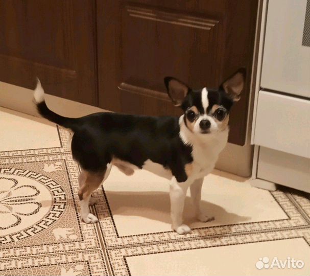 Разноцветные кобели,вязка и щенки