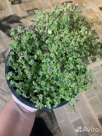 Сортовая мята