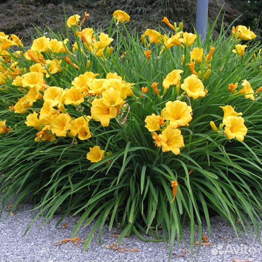 Садовые многолетние цветы обновлено 03.06.24г