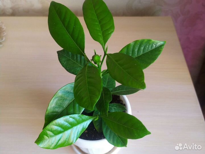 Гардения жасминовидная