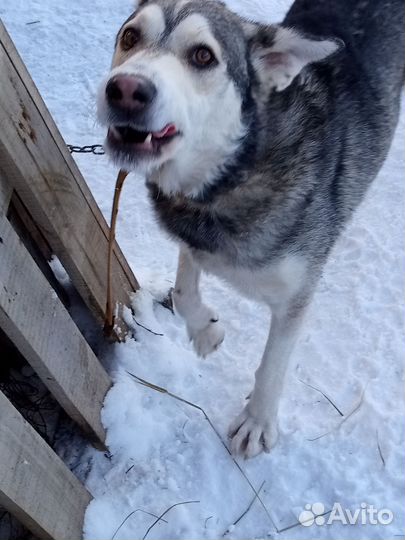 Аляскинский маламут