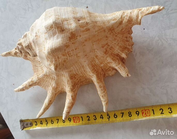 Большие морсие раковины