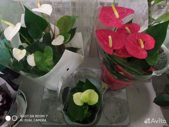 Комнатные растения и цветы