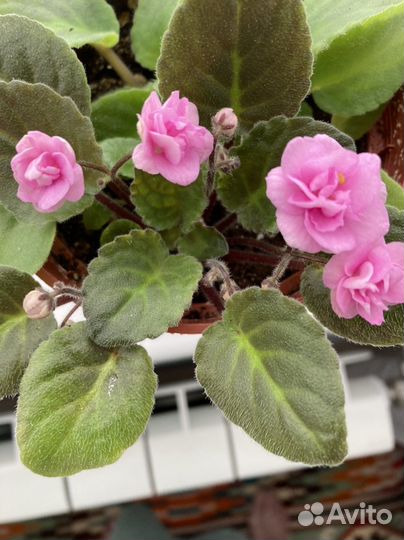 Фиалка розовая, цветущая