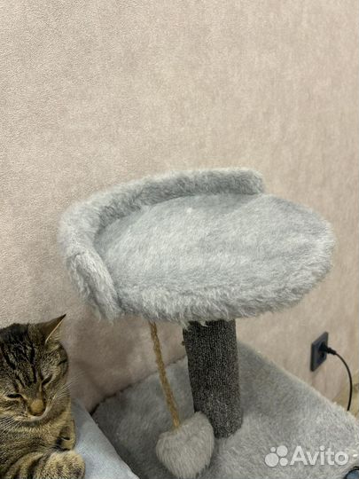 Когтеточка