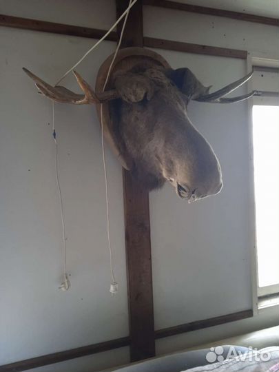 Голова лося чучело