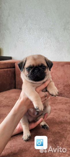 Щенки мопса