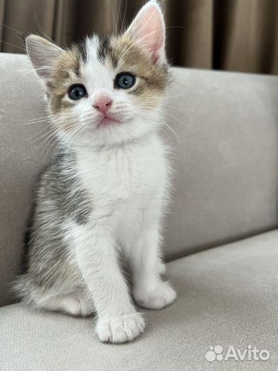 Кошка в дар бесплатно