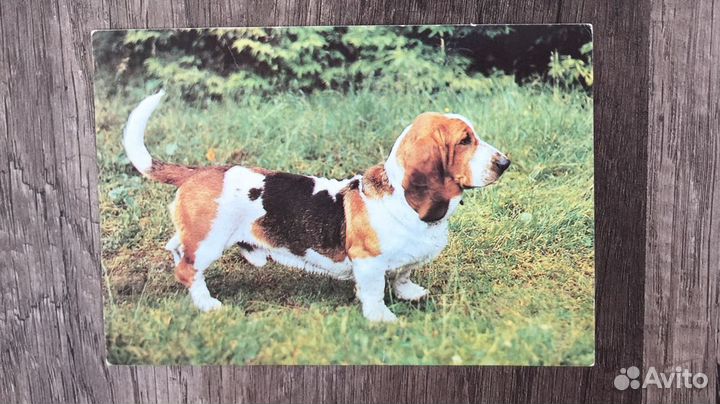 Открытки СССР Животные