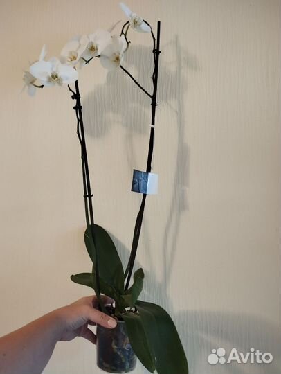 Орхидея фаленопсис