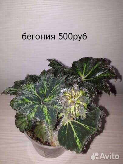 Филодендрон,бегония, калатея