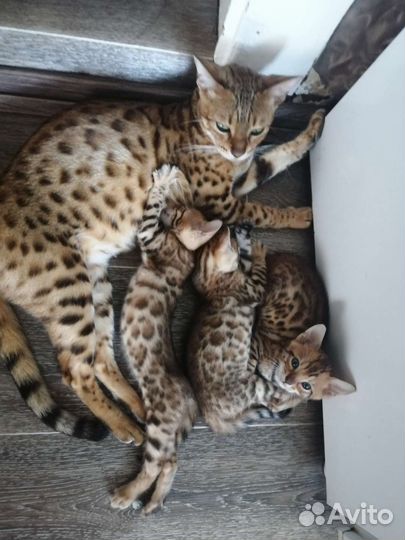 Бенгальская