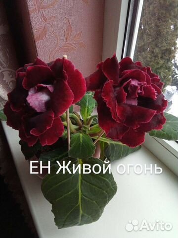 Глоксиния свежесрез листья