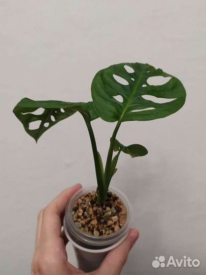 Монстера манки лиф