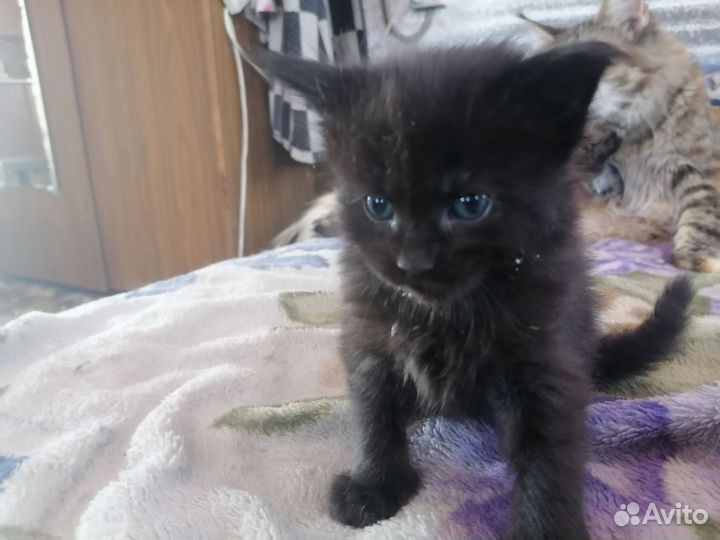 Котята мэйн кун