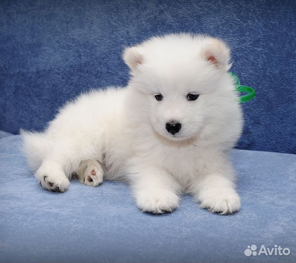 Фотосессия в студии