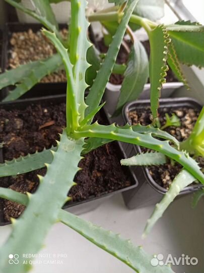 Алоэ столетник