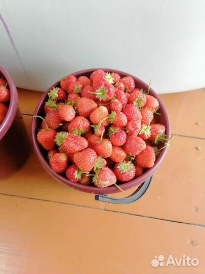 Клубника ремонтантная