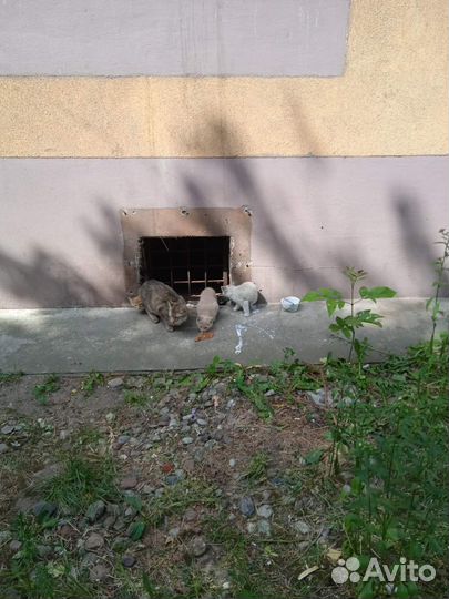 Сиамский котенок