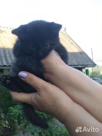 Котятики полосатики мальчики в добрые руки