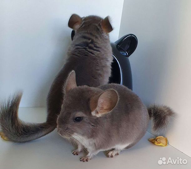 Шиншиллята мальчики фиолет