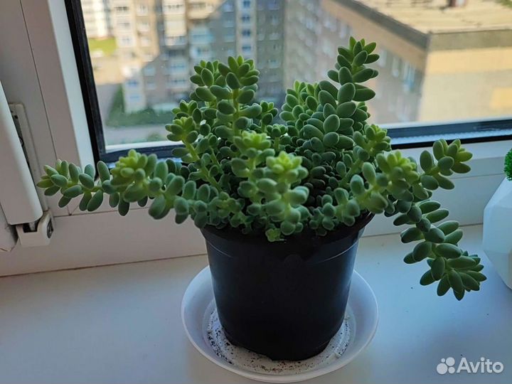 Суккуленты