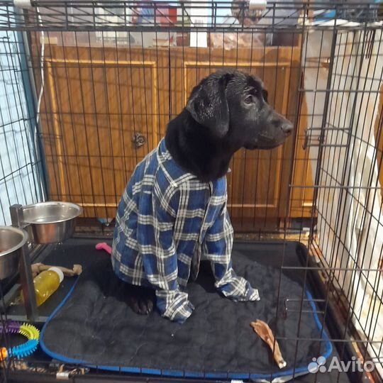 Продам щенка Лабрадора 6 месяцев