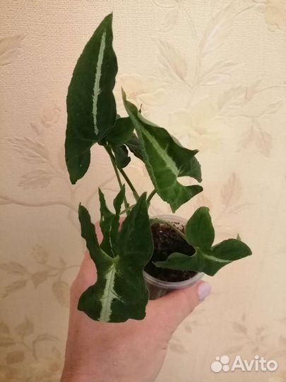 Продам сингониумы