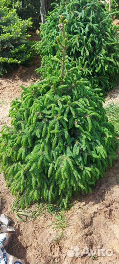 Эль Энгельмана