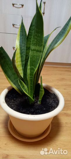 Сансевиерия