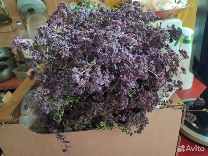 Душица сушеная