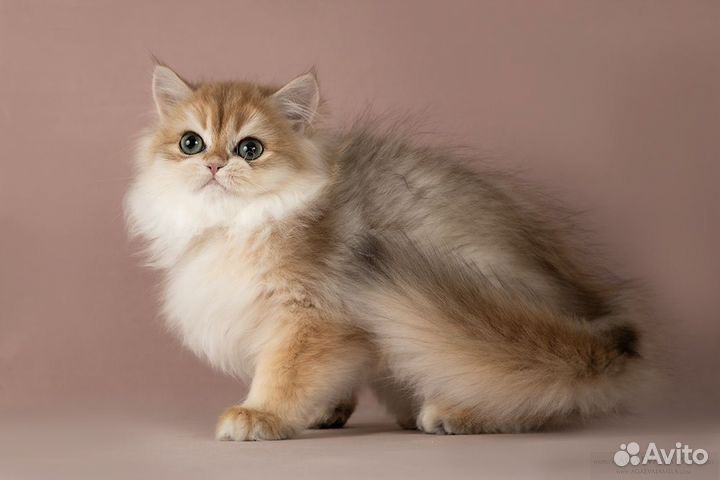 Девочка золотая британская длинношерстная шиншила